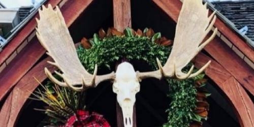 European Alaskan Moose