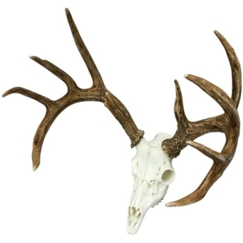 Animal Inspired Decor
