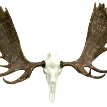 Skulls & Bones